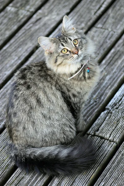 Huskatten — Stockfoto