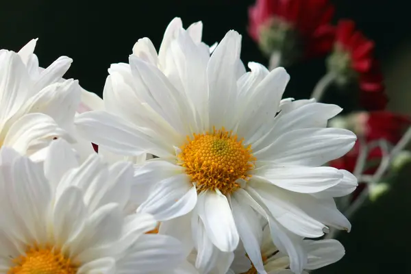 Weiße Gänseblümchen — Stockfoto