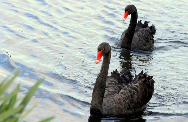 Black Swans on Lake — Stock Photo, Image