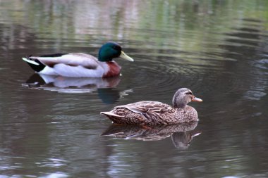yeşilbaş ördekler çifti