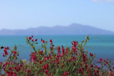 Kapiti Adası