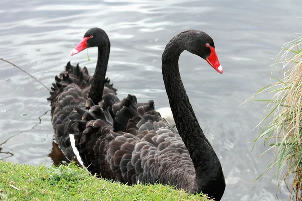 Par de cisnes negros — Fotografia de Stock