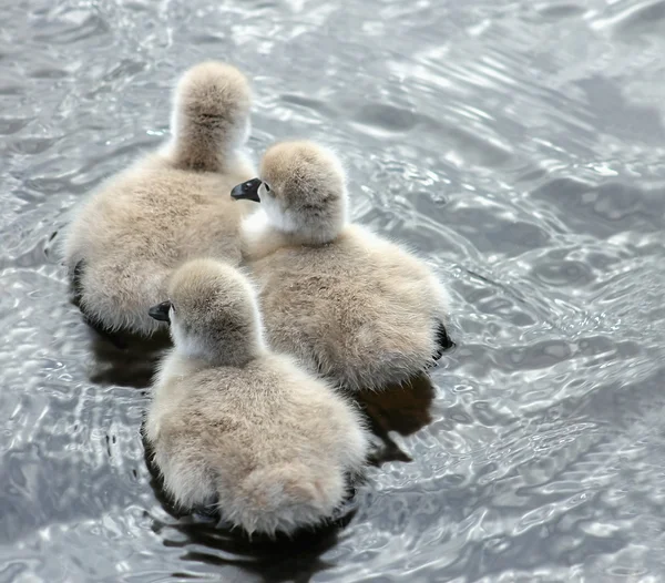 Três Cygnets Cisne Negro — Fotografia de Stock