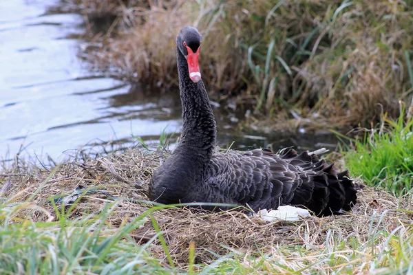 Black Swan on Nest — Stock Photo, Image