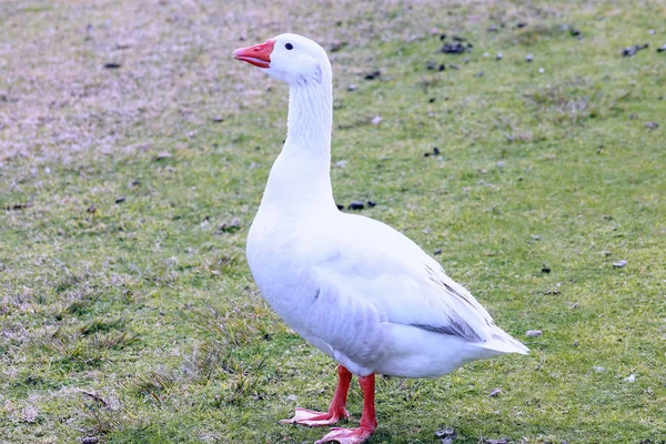 Witte ganzen — Stockfoto