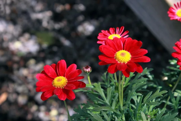 Rote und gelbe Gänseblümchen — Stockfoto