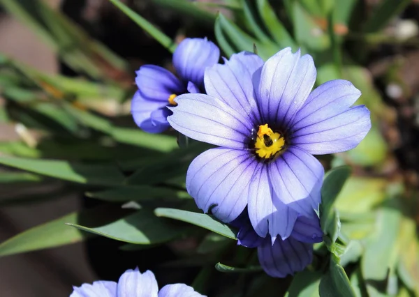 Sisyrinchium Kaliforniya gökyüzü