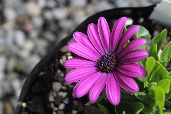 Gänseblümchen — Stockfoto