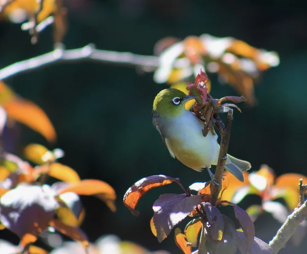 Silver-eye i höst trädgård — Stockfoto