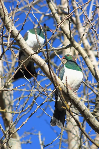 Pair of Kereru in Winter Garden — Stock Photo, Image