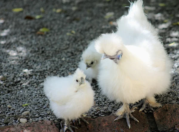 Pollo di seta e pulcini — Foto Stock