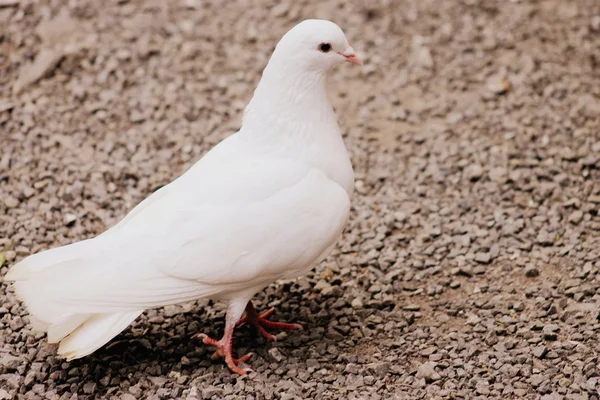 Close-up van witte duif — Stockfoto