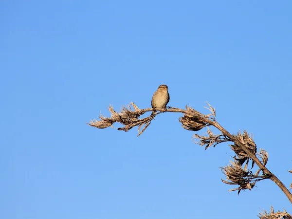 Sparrow proti modré obloze — Stock fotografie