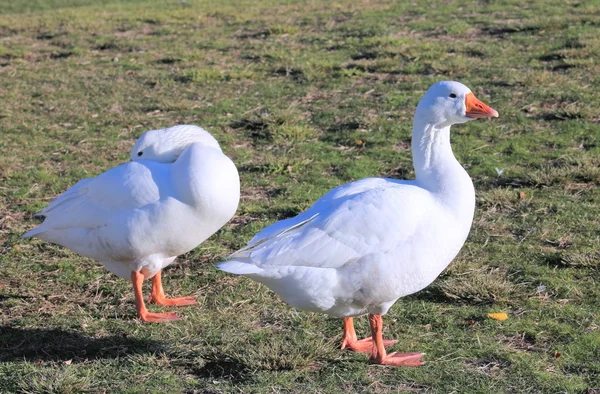 Two White Geese — Stock Photo, Image