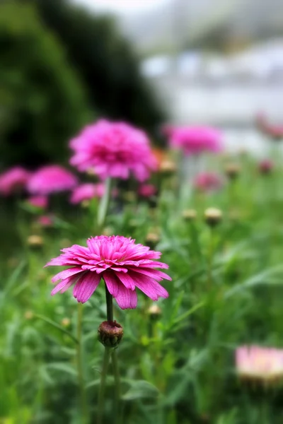 Rosa Gänseblümchen — Stockfoto