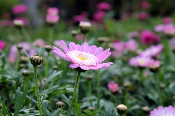 Rosa Gänseblümchen — Stockfoto