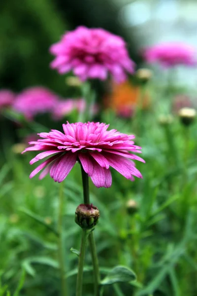 Rosa Gänseblümchen — Stockfoto