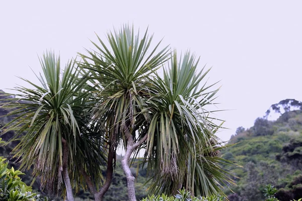 Cabbage Tree (Cordyline australis) — Stockfoto