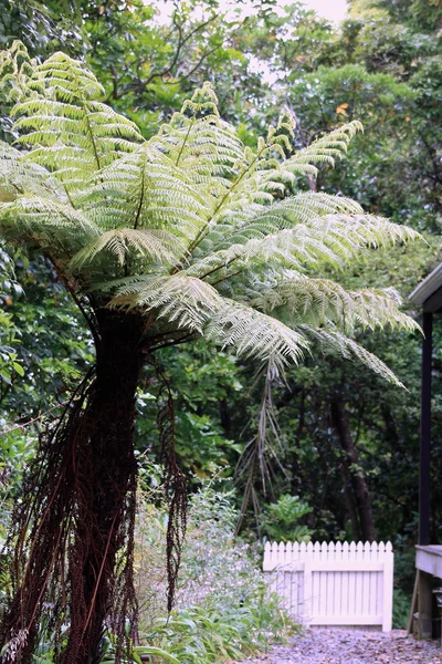 Nieuw-Zeelandse boomvaren — Stockfoto