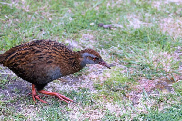 Weka (Gallirallus australis) — Stock Photo, Image