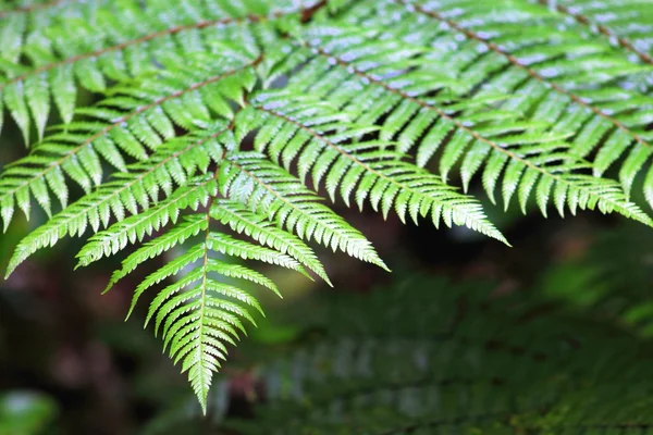 Fern varenblad — Stockfoto