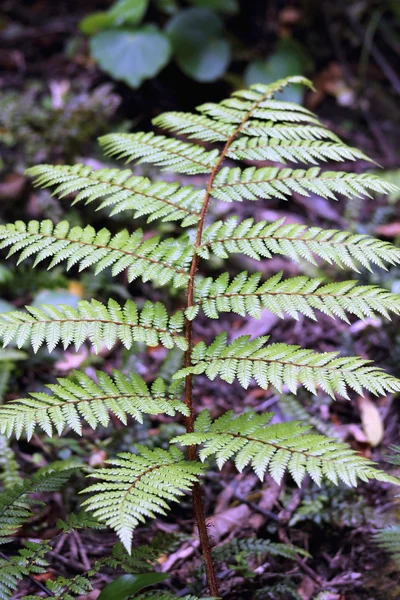 Fern varenblad — Stockfoto