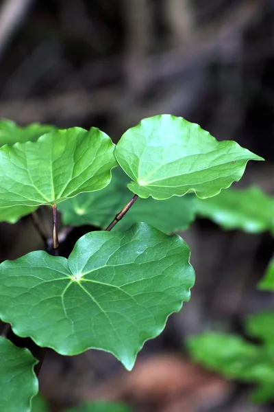 Kawakawa (Piper rör) — Stockfoto