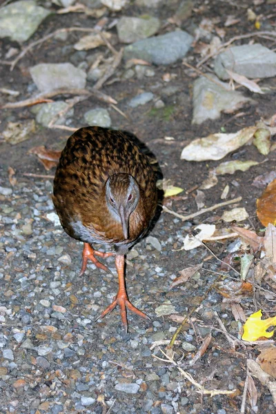 Weka (Gallirallus australis) — Stock Photo, Image