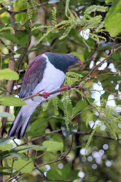 Närbild på en Kereru - Hemiphaga novaeseelandiae — Stockfoto