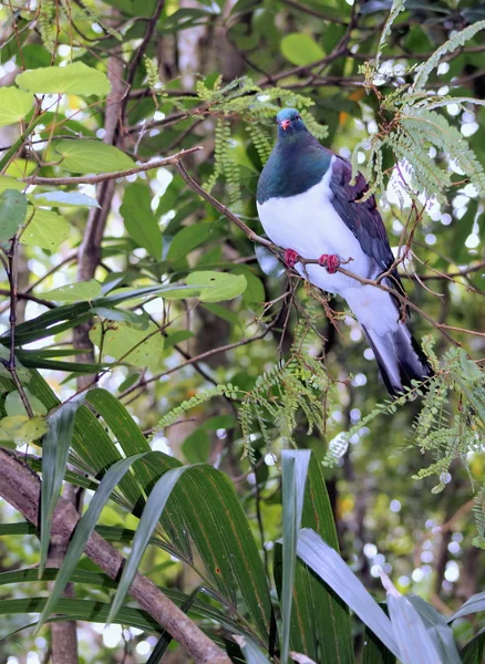 Gros plan d'un Kereru - Hemiphaga novaeseelandiae — Photo