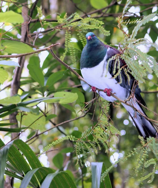 Gros plan d'un Kereru - Hemiphaga novaeseelandiae — Photo