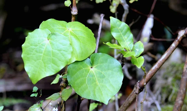 Kawakawa (Piper excelsum) — Stok fotoğraf