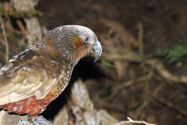 New Zealand Kaka Parrot — Stock Photo, Image