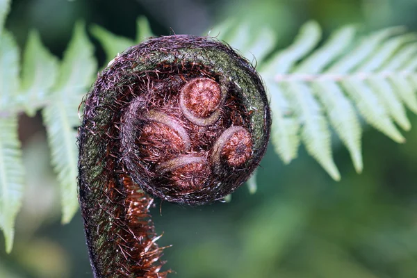 Koru de fronda de helecho — Foto de Stock