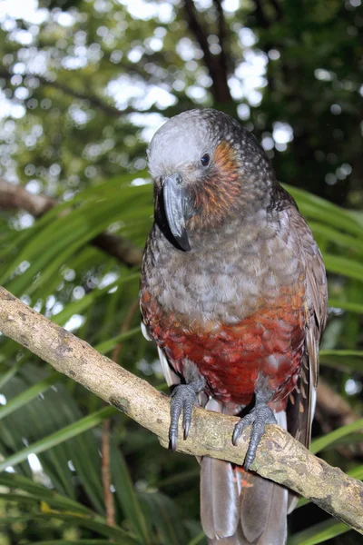 Nowa Zelandia Kaka papuga — Zdjęcie stockowe