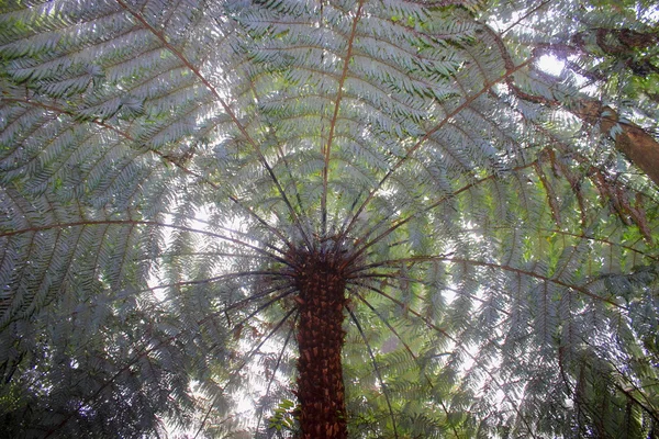 Папороть Нової Зеландії дерево у мряці — стокове фото