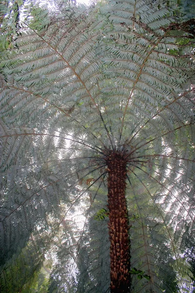 Helecho de árbol de Nueva Zelanda en niebla — Foto de Stock