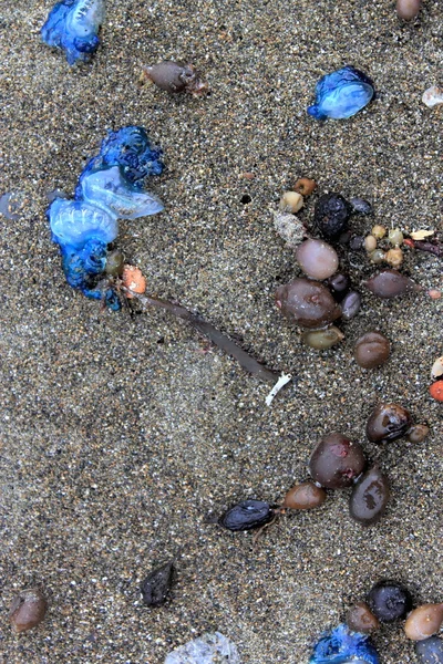 Portuguese Man o' War washed up on beach — Stock Photo, Image