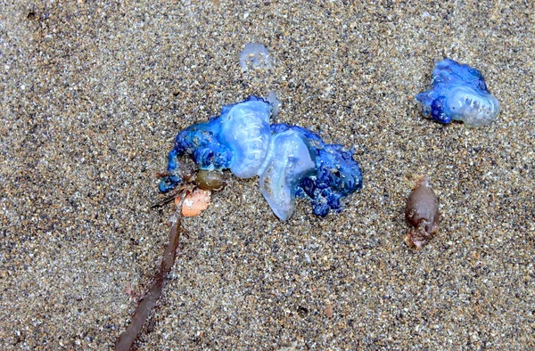 Portuguese Man o' War washed up on beach — Stock Photo, Image