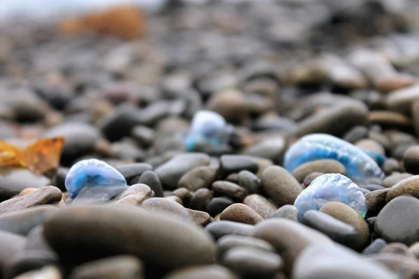 Portuguese Man o' War washed up on beach — Stock Photo, Image