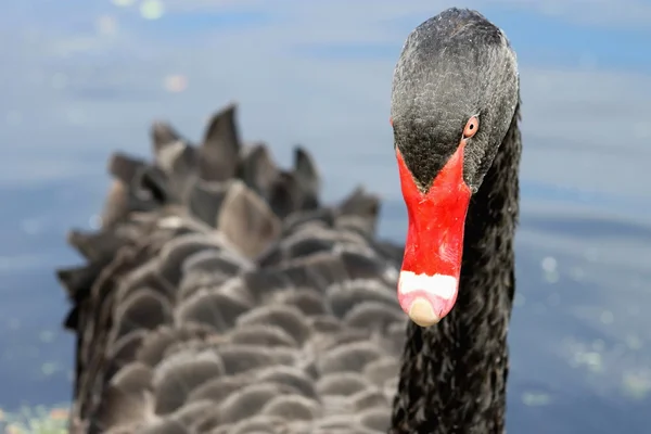 Cigno nero — Foto Stock