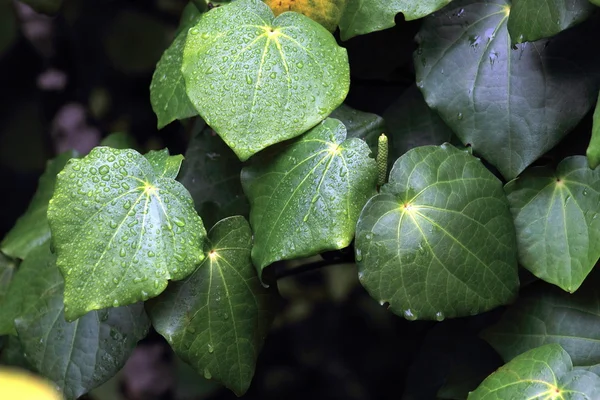 Kawakawa (Piper excelsum) — Fotografia de Stock