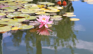 Nilüfer (nilüfergiller)