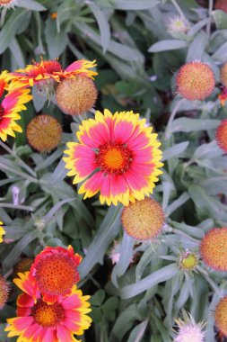 Gaillardia
