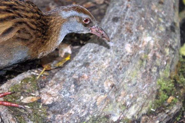 Weka (Gallirallus australis) — Stock Photo, Image