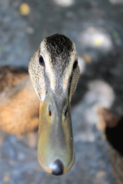 Visage de canard — Photo