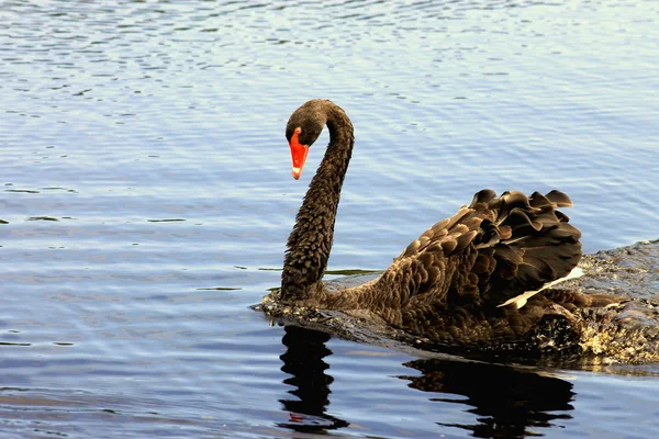 Black Swan — Stock Photo, Image