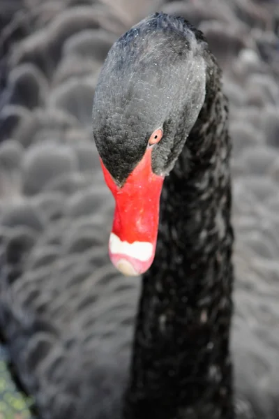 黒白鳥 — ストック写真