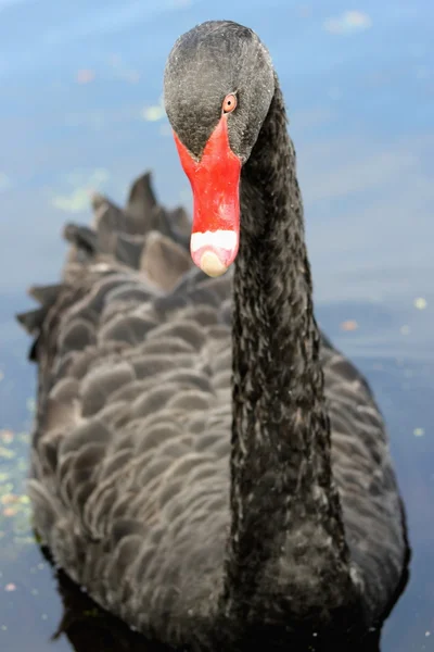Black Swan — Stock Photo, Image