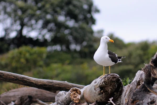 Mouette à dos noir du sud — Photo